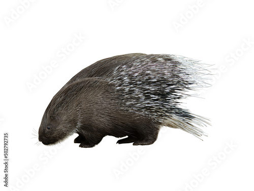 indian crested porcupine isolated on white background photo