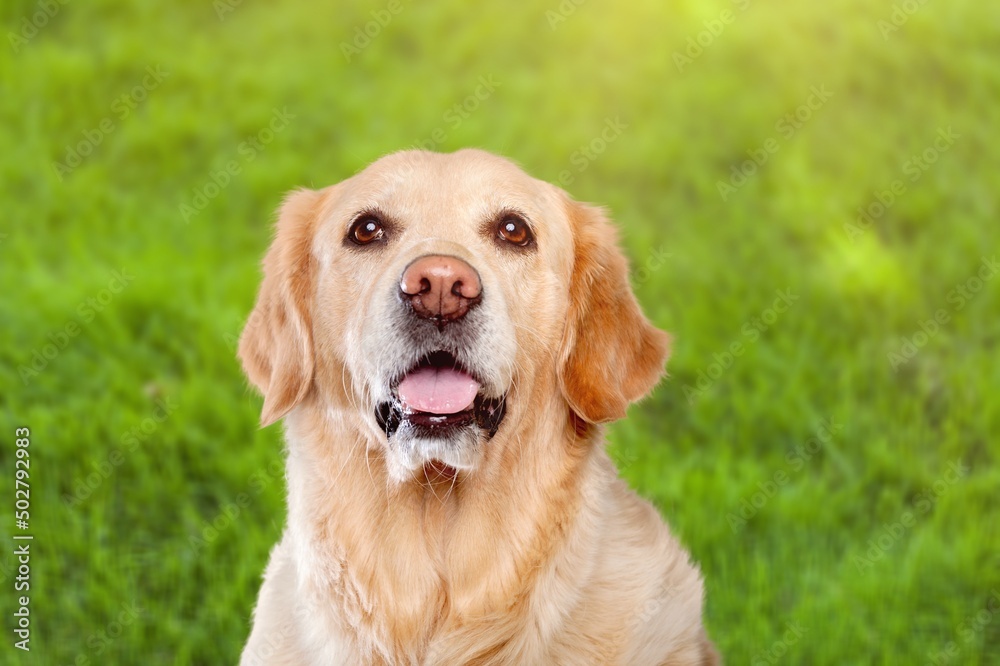 Labrador Retriever in the Park