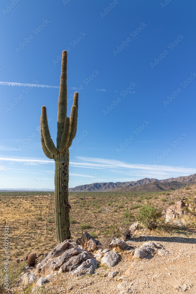 Tall Saguaro Cactus near White Tank Mountains Phoenix Arizona