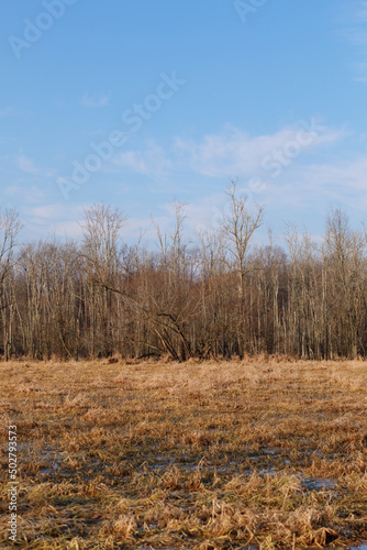 Bare Trees Under a Blue Sky with a Brown Swampy Field in the Foreground