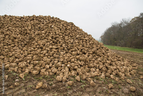 Eco-farming or renewable bio energy production: Sugar beets on the field-cattle food or raw material for bio gas production, fuel, heat use, electricity or bio based synthetic materials and textiles?
