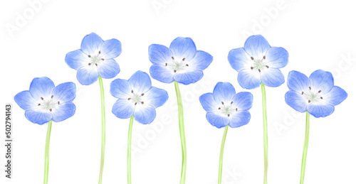 Lower frame of nemophila lined up in a row