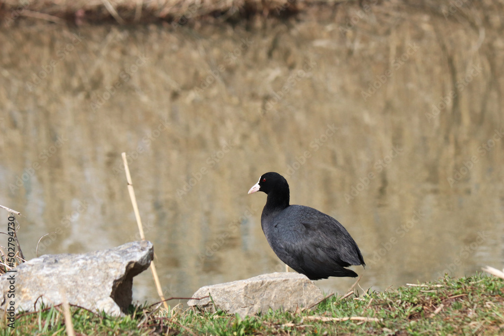 Obraz premium bird, common coot