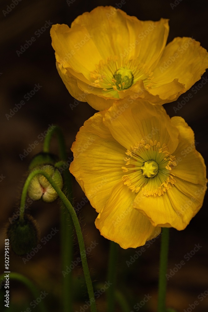 Obraz premium Yellow Poppy