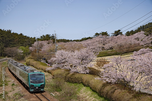 Happou Akita Japan-24 April 2022.Gono line and cherry blossom.
Train name is resort shirakami. photo