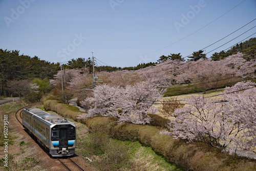 Happou Akita Japan-24 April 2022.Gono line and cherry blossom. photo