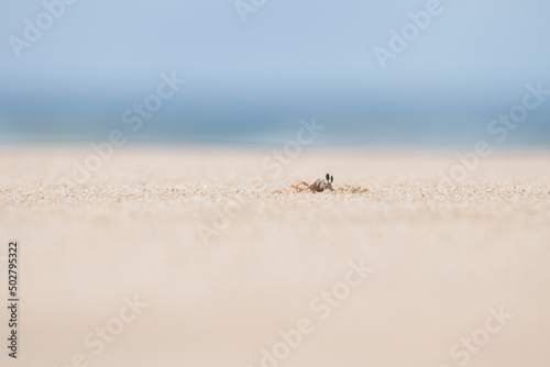 crab on the beach
