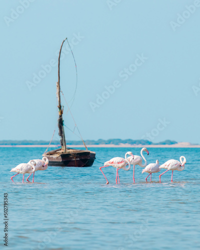 flamingos on the beach