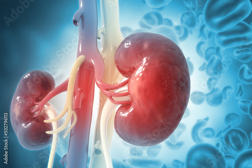 Human kidney on scientific background. 3d illustration