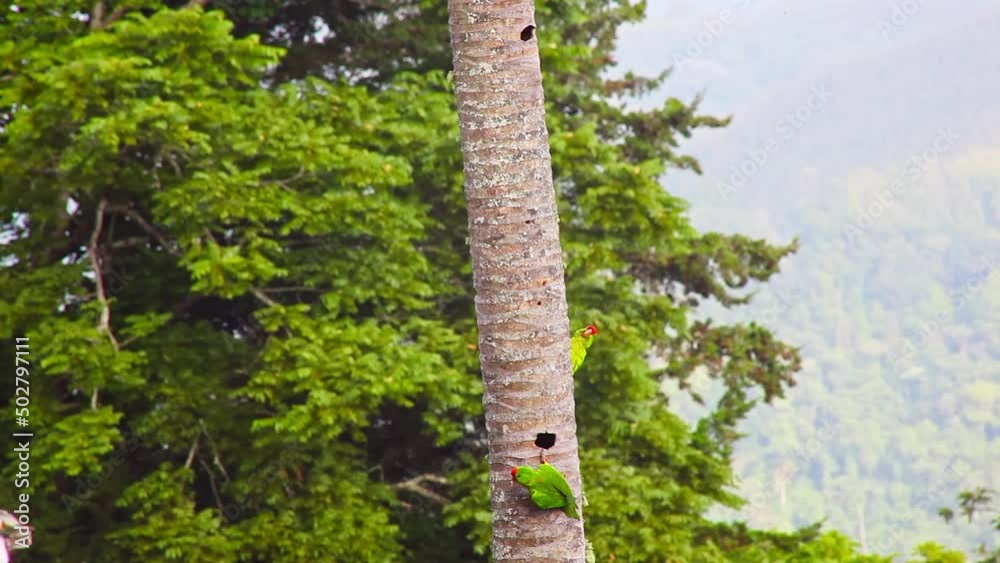 Scarlett Fronted Parakeets Buildings Nests In Palm Tree Trunk And Flying Around. Wild Exotic Birds Out In The Wild. Scarlett Fronted Parakeets Buildings Nests In Palm Tree Trunk And Flying Around. Wild Exotic Birds Out In The Wild.