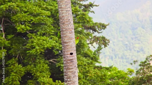 Two Crimson Fronted Parakeets Perched On Vertical Palm Tree Trunk Building Nest. Tropical Birds Out In The Wild photo