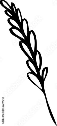 collection forest fern eucalyptus art foliage natural
leaves herbs inline style. Decorative beauty, elegant illustration 
Vector flower Botanical