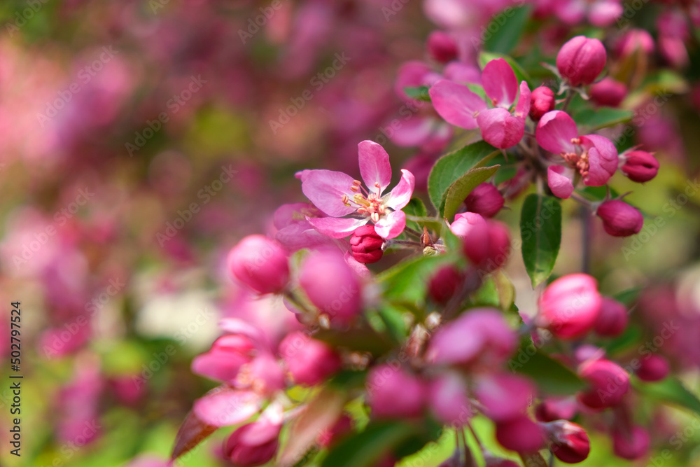 Pink cherry blossom flowers and buds, selective focus.