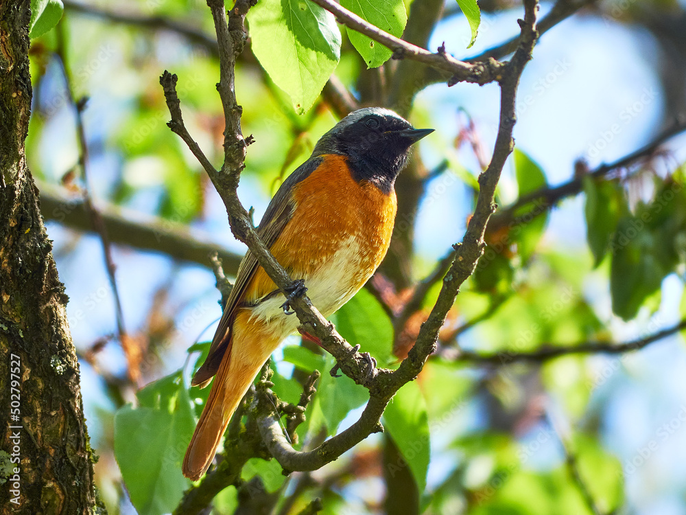 Fototapeta premium Redstart on a tree. Common redstart. Phoenicurus phoenicurus. Gartenrotschwänzchen.