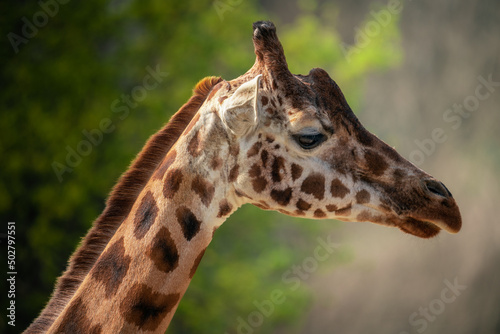 The head of a giraffe in the zoo of gelsenkirchen