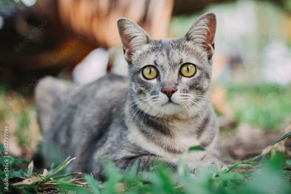 Obraz premium gray cute cat in nature looking at camera