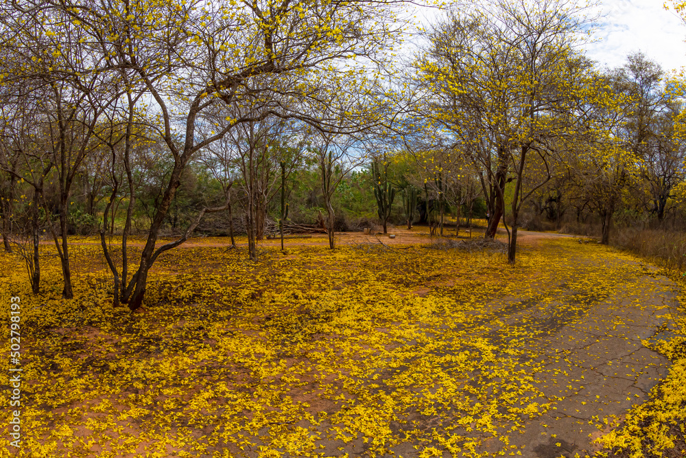 FLOWERS AND TREES