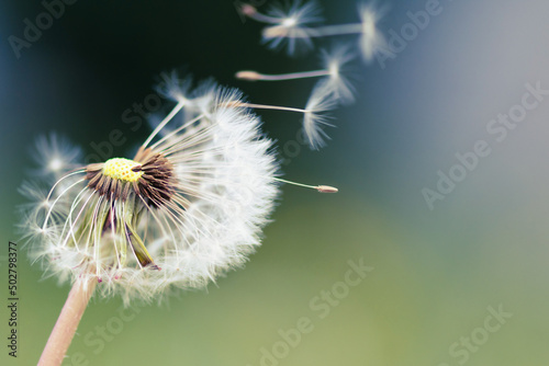 Dandelion seeds blowing in the wind. Macrophotography of dandelion seeds.