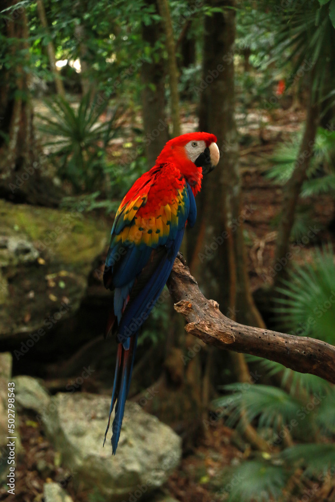 Scarlet macaw - national bird of Honduras Scarlet macaw - national bird of Honduras