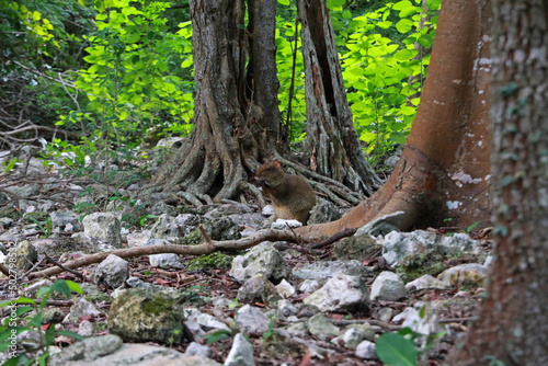 Central American agouti in Yucatan Peninsula, Mexico