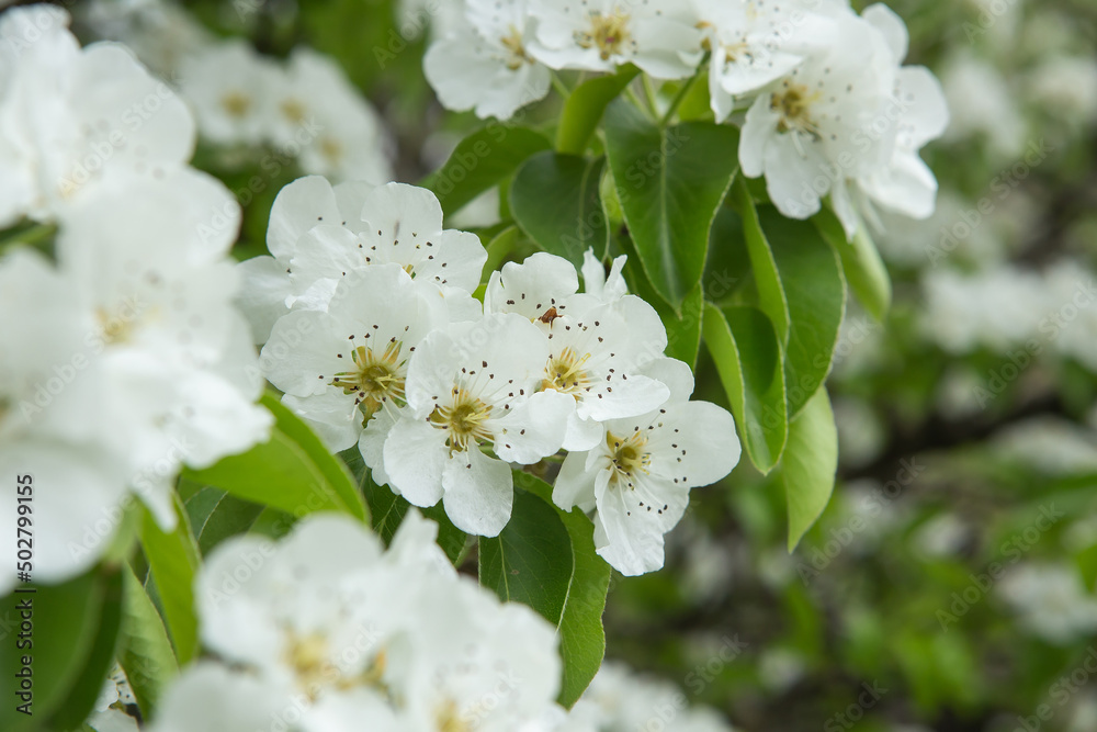 Photo of a branch of a flowering apple tree in the garden. Apple tree spring flowers Photo of a branch of a flowering apple tree in the garden. Apple tree spring flowers
