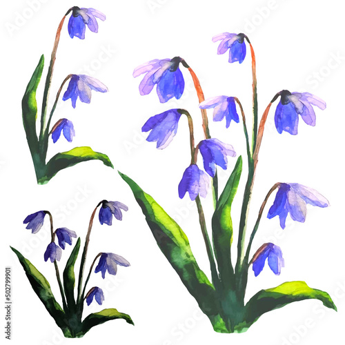 Fototapeta Naklejka Na Ścianę i Meble -  set Scilla bifolia, snowdrop flower, primrose, spring flower, illustratio vector