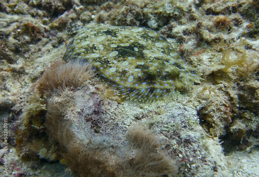 Underwater closeup of a Peacock Flounder laying low on the bottom of