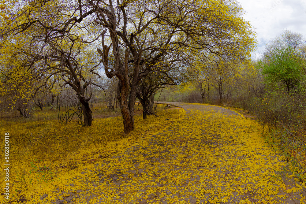 Fototapeta premium FLOWERS AND TREES