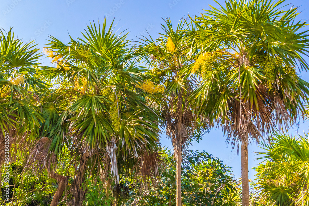 Tropical plants palm trees at natural jungle forest Tulum Mexico. Tropical plants palm trees at natural jungle forest Tulum Mexico.