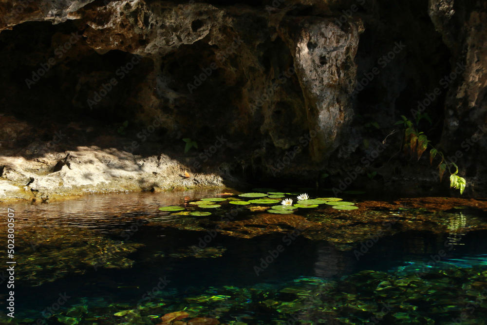 Entrance to cenote, Yucatan Peninsula, Mexico