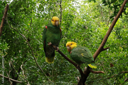 Yellow-headed amazon in Yucatan Peninsula, Mexico