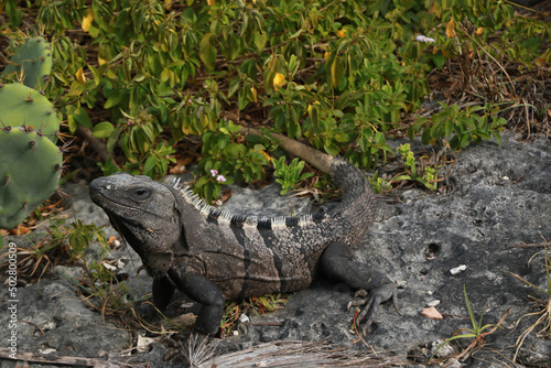 Black iguana on the rocks in Tulum  Mexico