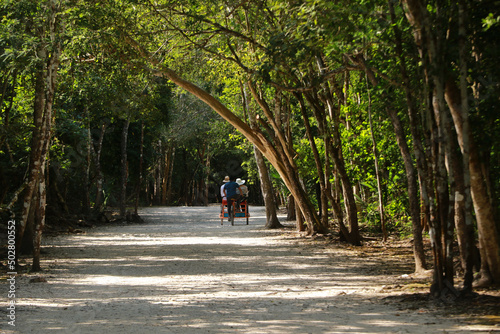 Wallpaper Mural Old road in Coba Archeological Area, Yucatan Peninsula, Mexico Torontodigital.ca