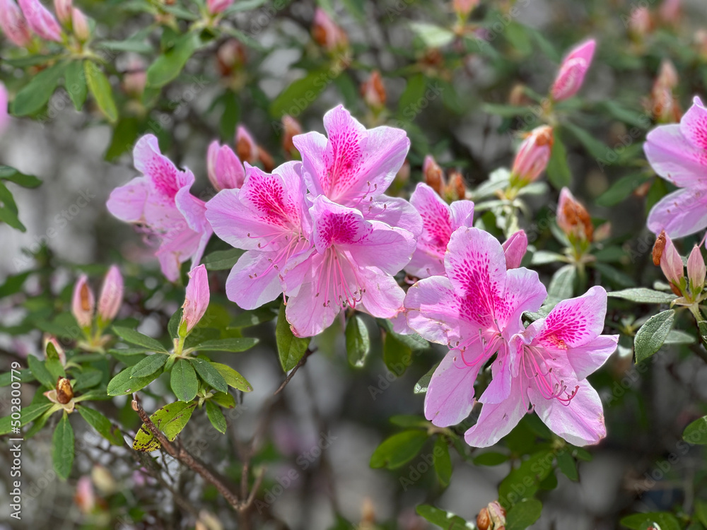 pink flowers pink flowers