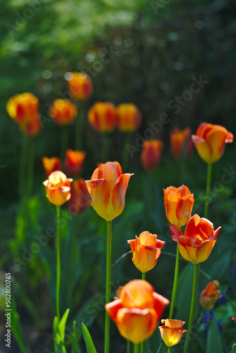 Background with colorful spring flowers. Orange-yellow tulips on a blurred background with bokeh. Copy space.