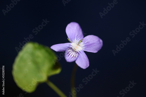 Purple flowering blossom close up viola riviviana family violaceae botanical high quality big size prints modern background