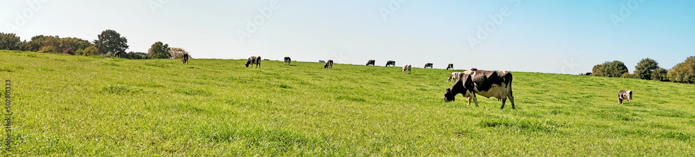 Kühe auf einer Weide im Sommer - Wiese Panorama