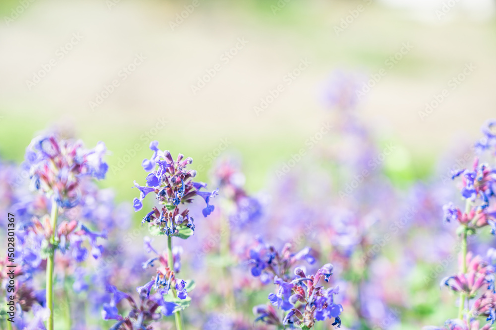 コモンセージの花 コモンセージの花