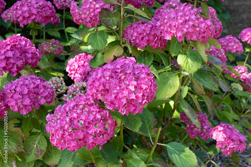 Hydrangeaceae Hydrangea Macrophylla Masja