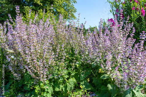 Purple veronica spicata flowers in garden. photo