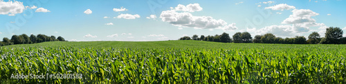 Maisfeld im Sommer - Mais Ackerbau Panorma