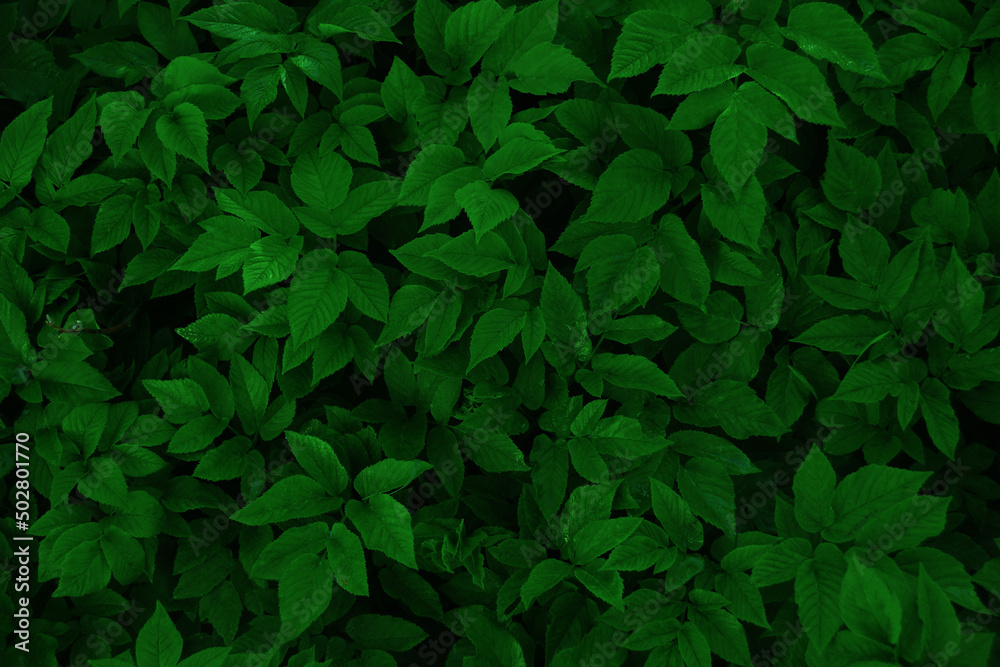 Green leaves pattern background. Green leaves pattern background.