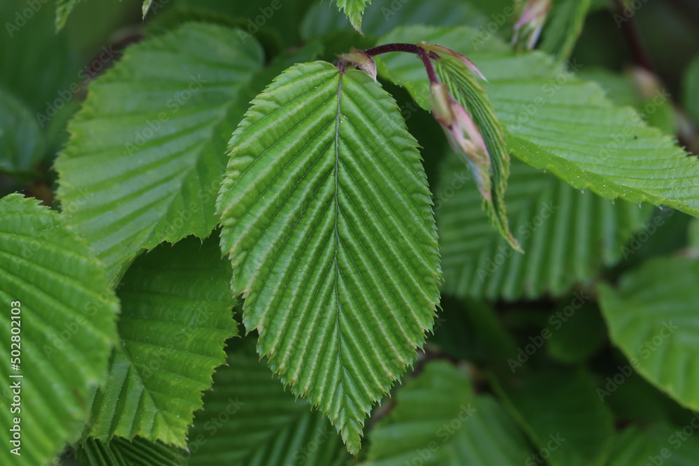 The first green leaves on the branches of a tree in spring The first green leaves on the branches of a tree in spring