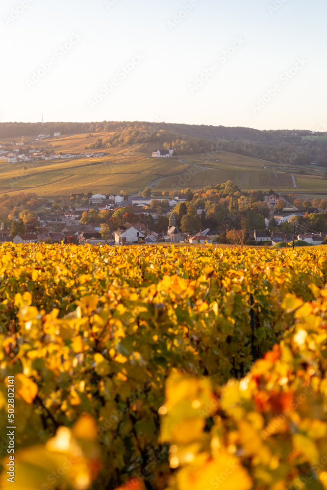 Fototapeta premium Lever de soleil un matin d'automne sur les vignes du vignoble de Champagne, dans le secteur de Vinay et Moussy, à quelques kilomètres d’Epernay, dans la Marne