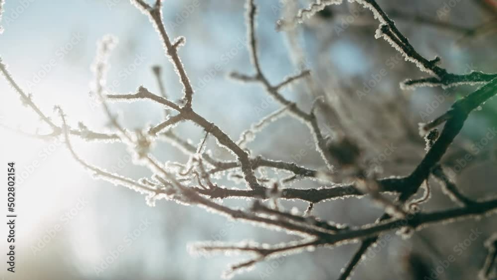 Close-up bunch of tree covered in snow and frost. Winter season concept. Close-up bunch of tree covered in snow and frost. Winter season concept.