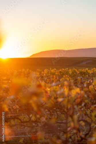 Lever de soleil un matin d'automne sur les vignes du vignoble de Champagne, dans le secteur de Vinay et Moussy, à quelques kilomètres d’Epernay, dans la Marne