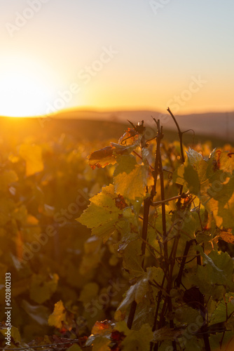 Lever de soleil un matin d'automne sur les vignes du vignoble de Champagne, dans le secteur de Vinay et Moussy, à quelques kilomètres d’Epernay, dans la Marne photo