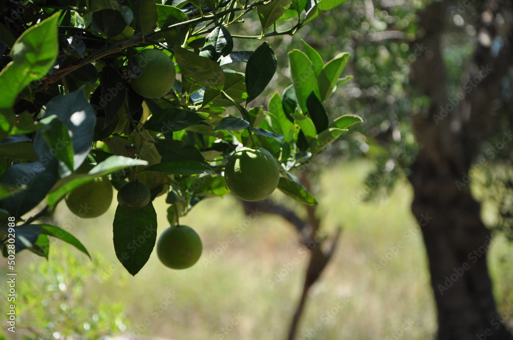 Detail of an orange tree branch in which there are several still immature oranges, with an out-of-focus orange grove in the background