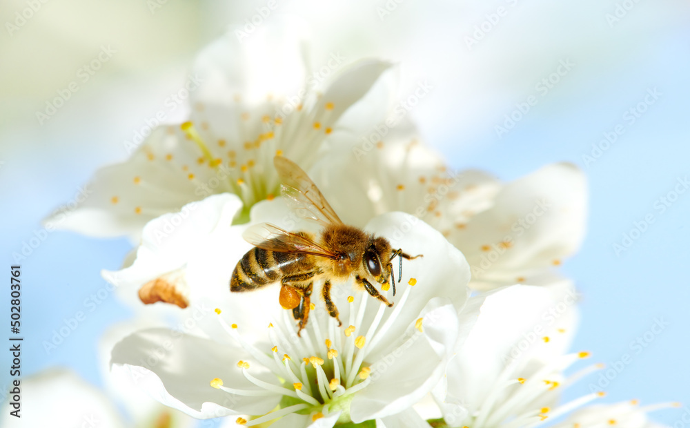 Flying honey bee collecting bee pollen from apple blossom. Bee collecting honey. Flying honey bee collecting bee pollen from apple blossom. Bee collecting honey.