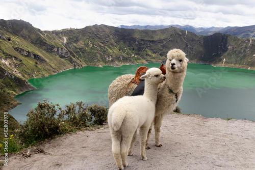 A fluffy white alpaca with baby alpaca on the viewpoint of Quilotoa lake and volcano crater. Ecuador, South America